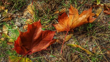 touch of fallの写真素材
