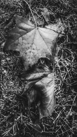 autumn leaves black and whiteの写真素材