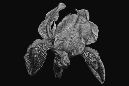 an iris done in black and white.の写真素材