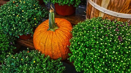 an pumpkin among ready to bloom mumsの写真素材