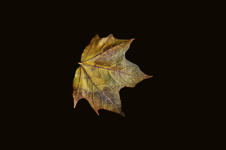 small leaf on a black back ground.の写真素材