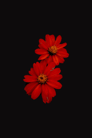 red flowers on a black back groundの写真素材