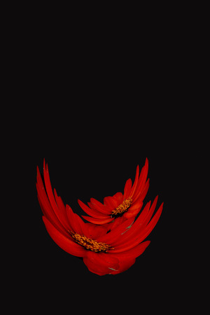 red flowers given the effect of floatingの写真素材