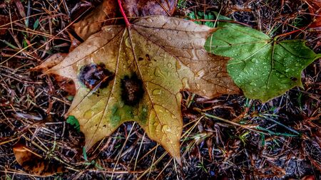 autumn leaf with rain dropsの写真素材