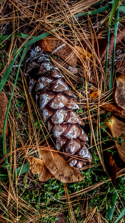 pine cone no 2の写真素材