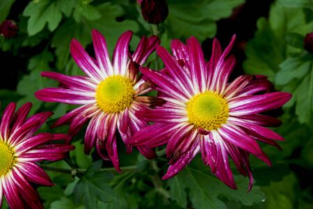 fall flowersの写真素材