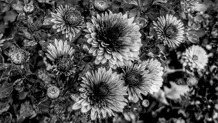 mums done in black and whiteの写真素材