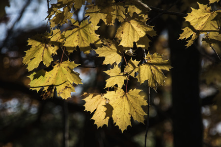 autumn leavesback lit by the sun in new englandの写真素材