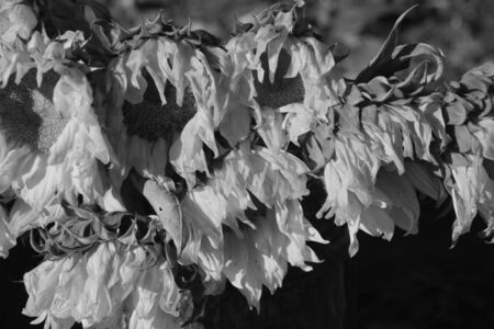 wilted sunflowers done in black and whiteの写真素材