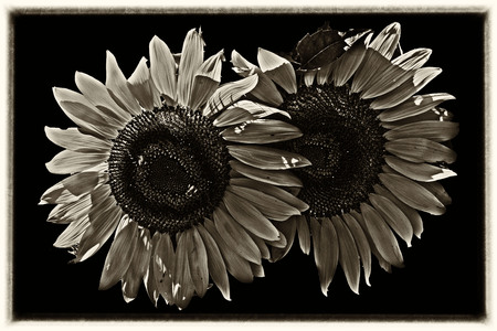sunflowers done in black and whiteの写真素材