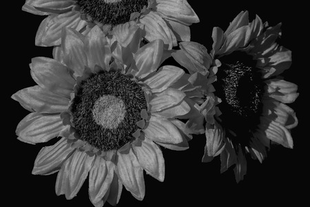 sunflower done in black and whiteの写真素材