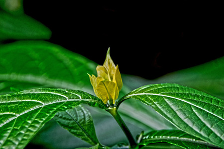 a yellow blossom ready to blossomの写真素材
