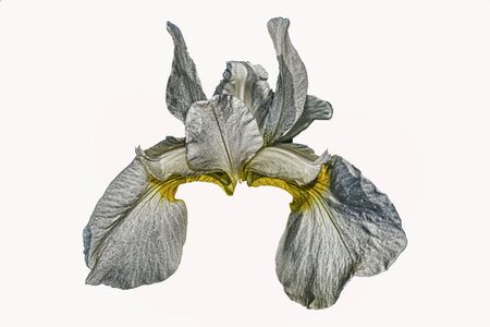 an iris on a white back groundの写真素材