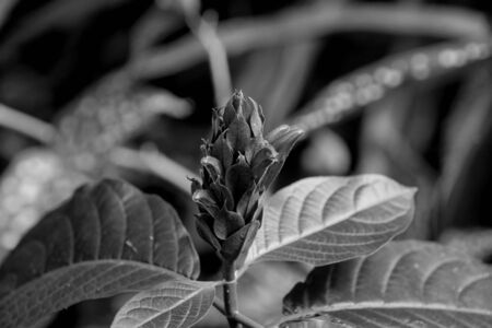 blossom black and whiteの写真素材