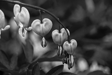bleeding hearts in black and white,の写真素材