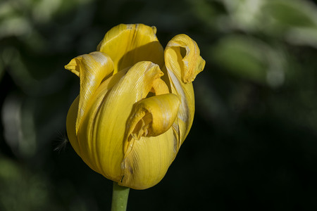 a closed yellow tulip in a public garden.の写真素材