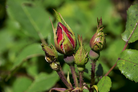 rose buds ready to blossom in a garden in new england.の写真素材