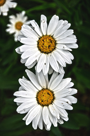 white flowers taken in a public gardenの写真素材
