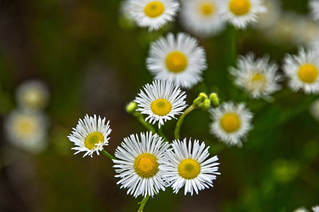 wildflower in a field in new england