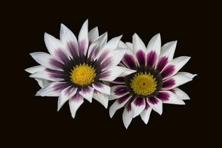white flowers on a black back groundの写真素材