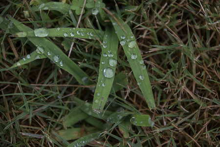 rain drops resting on a blade  of grassの写真素材