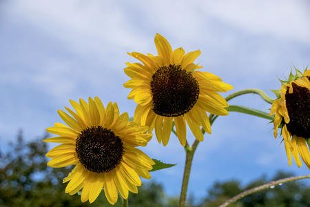 sun flowers in bloom in a gardenの写真素材