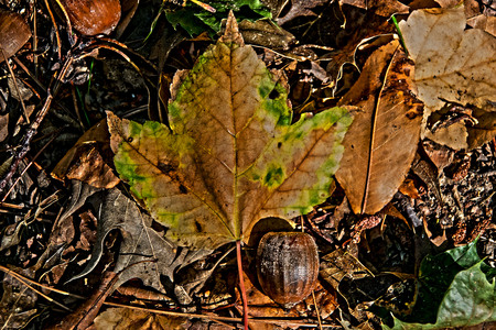 autumn leaf with a acornの写真素材