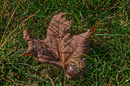 autumn leaf with a acorn resting on the grass.