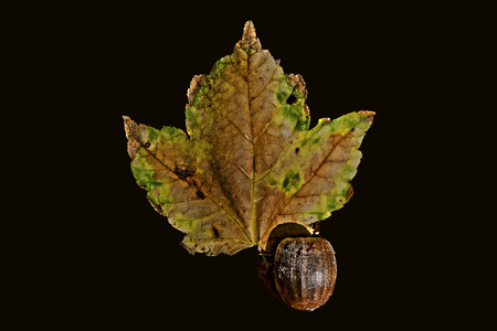 autumn leaf witha acorn on a blck back ground.の写真素材