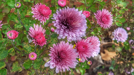 chrysanthemums in a public garden.の写真素材