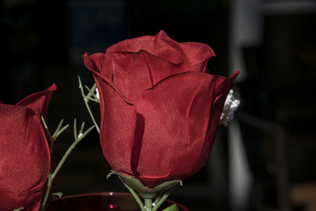 silk rose against a dark back groundの写真素材