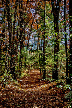 autumn in the forest of new england.の写真素材