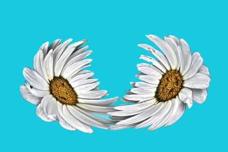Two flowers given the effect of an mirror imageの写真素材