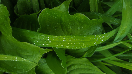 rain drops resting on leaves and blades of grass.の写真素材