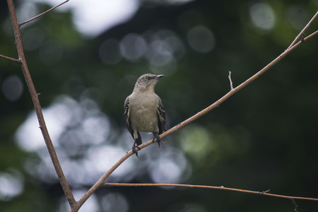 mocking bird sitting on a branchの写真素材