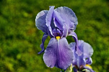 blue iris in a gardenの写真素材