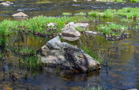 view of the vegetation growing along the river,の写真素材