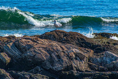 seagull on the rocks off the coast of new hampshireの写真素材