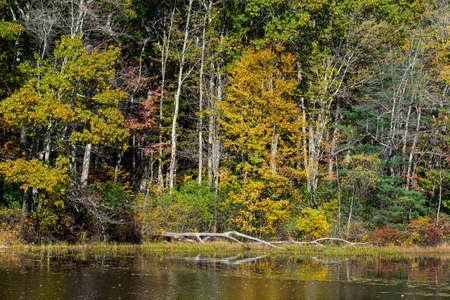 the reflectio of autumn  on eames pond  in moore state park  in paxtonの写真素材