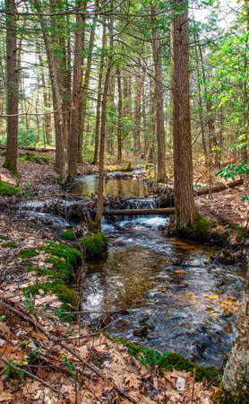 an small brook runs through willard brook state forest in ashby massachusettsの写真素材