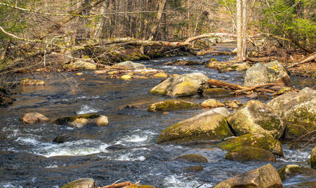 a small stream winding its way through willard brook state forest  in ashby massachusetts