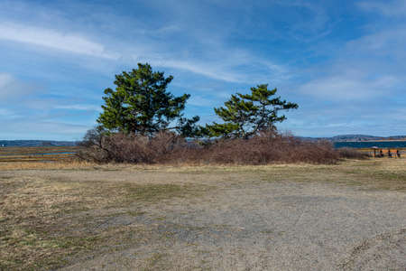 pine trees growing at the edge of the salt marsh  in parker national wild  life refuge in newbury port massachusettsの写真素材