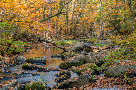 fall foliage  along  willard brook  in willard brook state forest in ashbyの写真素材