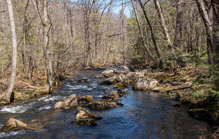 willard brook winding its way through willard brook state forestの写真素材