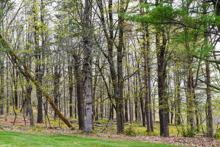 the woods of the quabbin reservior  in early  springの写真素材