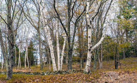 early spring  in the woods of the quabbin  reserviorの写真素材