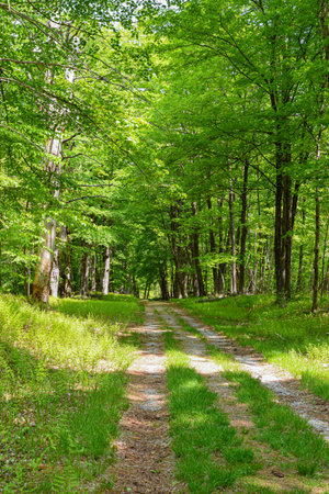 old abandon dirt road  in the  wilderness of  new englandの写真素材