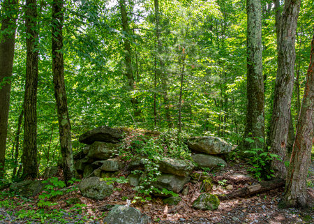 a spring after noon  in the woods of new englandの写真素材