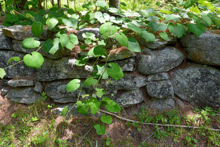 vines making their way  along a stone wall,の写真素材