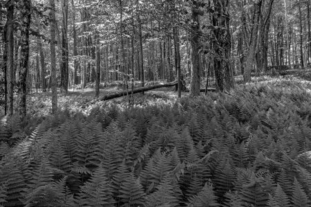 the woods in central  massachusetts in  early after noonの写真素材